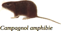 L’attribut alt de cette image est vide, son nom de fichier est 39-Campagnol-amphibie.jpg.