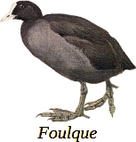 L’attribut alt de cette image est vide, son nom de fichier est 39-Foulque.jpg.