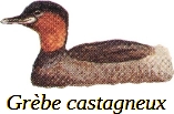 L’attribut alt de cette image est vide, son nom de fichier est 39-Grebe-castagneux.jpg.