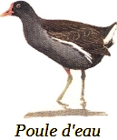 L’attribut alt de cette image est vide, son nom de fichier est 39-Poule-deau.jpg.