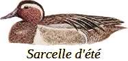 L’attribut alt de cette image est vide, son nom de fichier est 39-Sarcelle-dete.jpg.